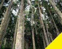 Fichtenwald 1,6 ha in der Rhön - durchforstet mit Ernte-Gutachten Grundstück kaufen 97786 Motten Bild klein