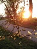 Sonniger Bauplatz in bevorzugter und ruhiger Lage Grundstück kaufen 71665 Vaihingen-Riet Bild klein