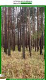 *** Wald ca. 3,5 ha nahe Wolziger See *** Grundstück kaufen 15859 Storkow (Landkreis Oder-Spree) Bild klein