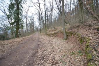 DIETZ: Waldgrundstück auf alter Weinbergsbrache zu verkaufen! Grundstück kaufen 63911 Klingenberg am Main Bild mittel